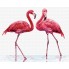 Картина по номерам - Нежные фламинго GT61095, птицы