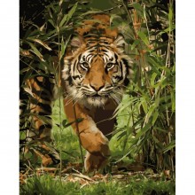 Картины по номерам - Король джунглей (КНО4043), тигр
